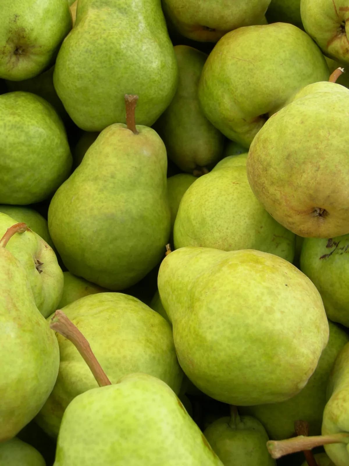 Bartlett Pear