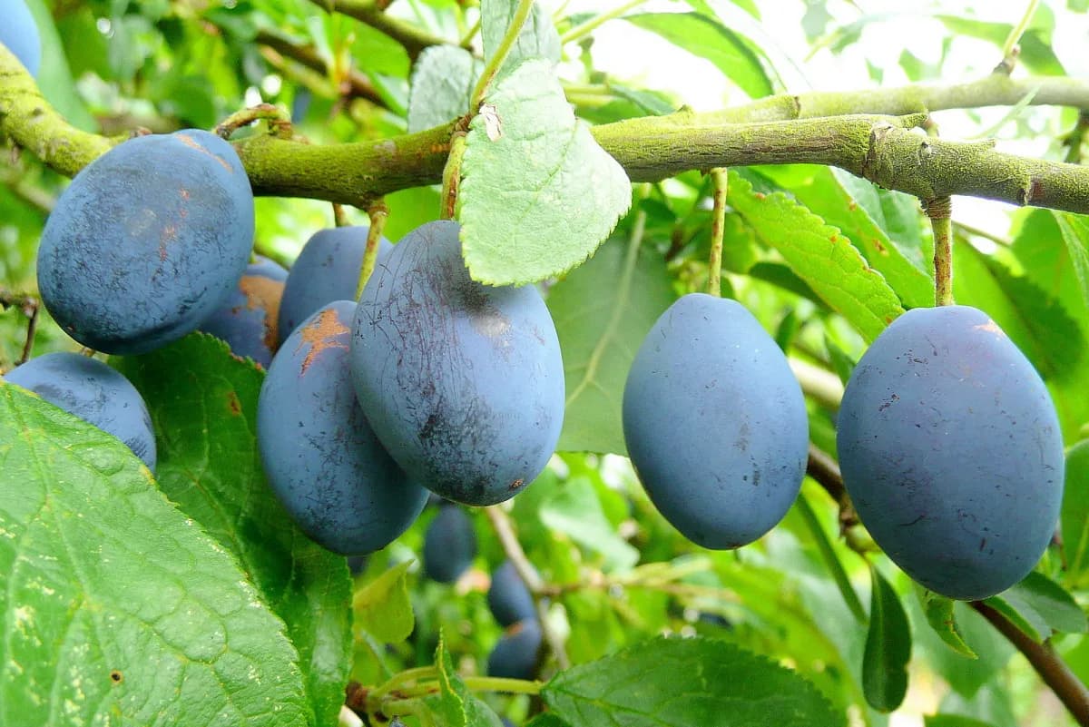 Damson Plum · 'Shropshire'