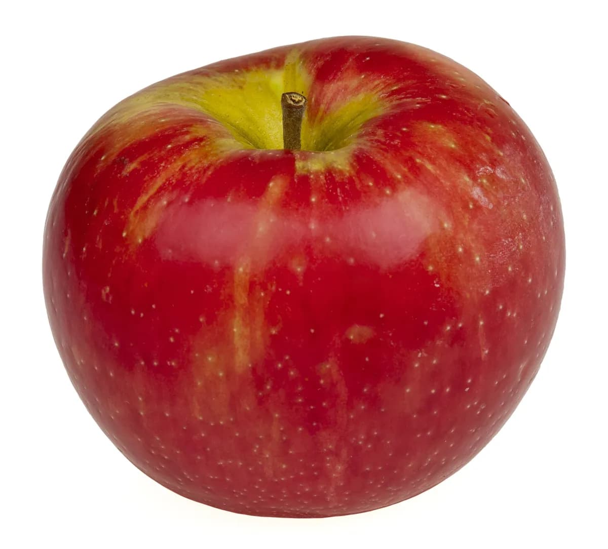 M.111 Apple Rootstock
