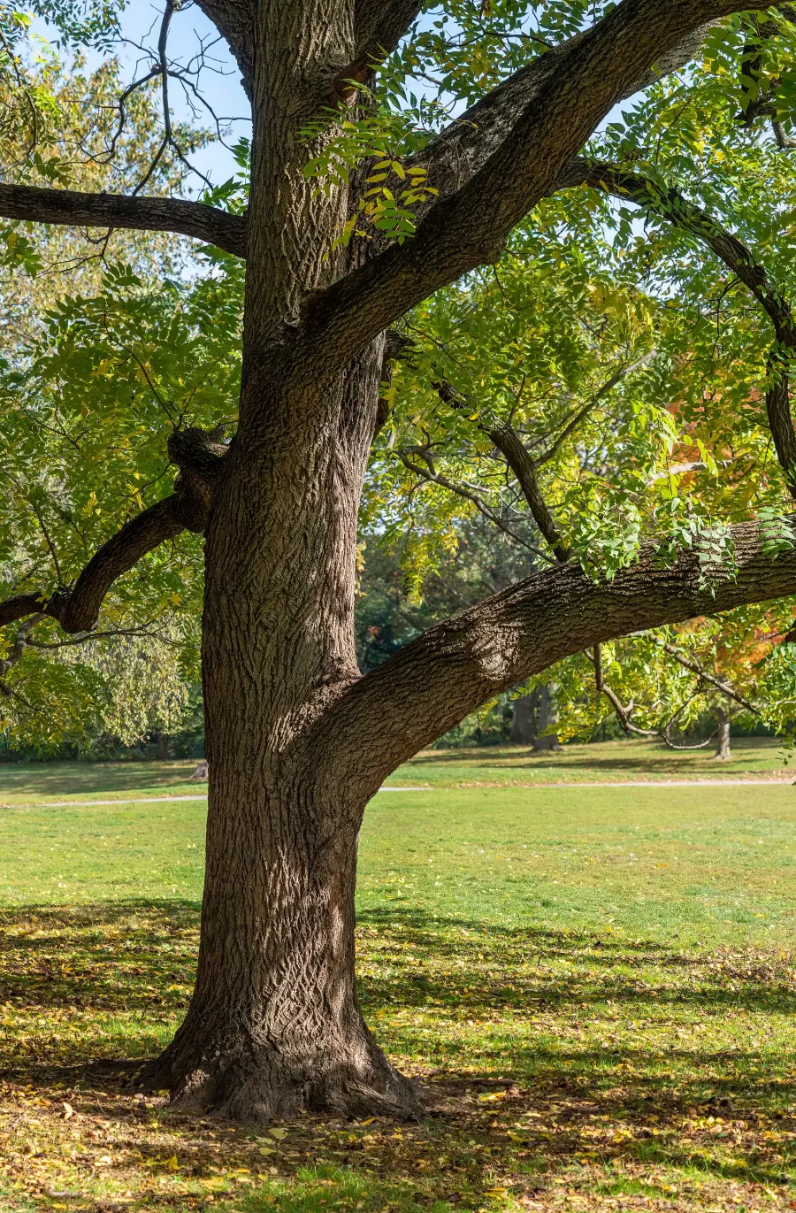 A mature Black Walnut tree in a park with thick furrowed bark and a wide spreading canopy of yellow-green compound leaves in early autumn.