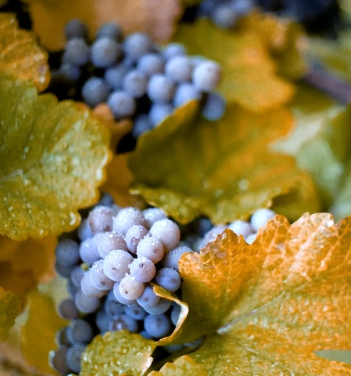 Dusty-blue Concord grape clusters with morning dew on the vine, surrounded by autumn-yellow grape leaves.