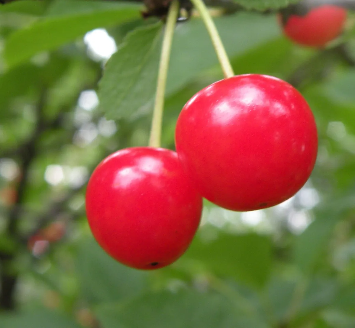 Two bright-red Montmorency sour cherries hanging from a slender stem against blurred green tree foliage.